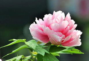 洛陽牡丹在河北唐山的家庭栽培探討